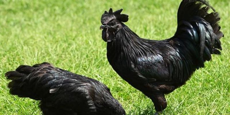 Đặc điểm riêng biệt của gà đen mặt quỷ