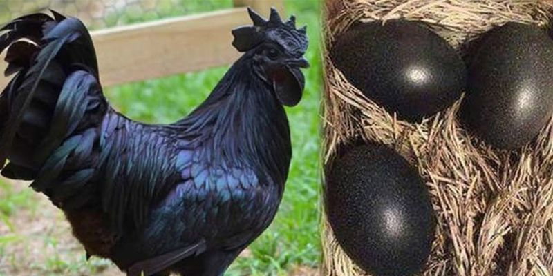 Lý giải nguyên nhân gà đen mặt quỷ được nhiều dân chơi săn đón