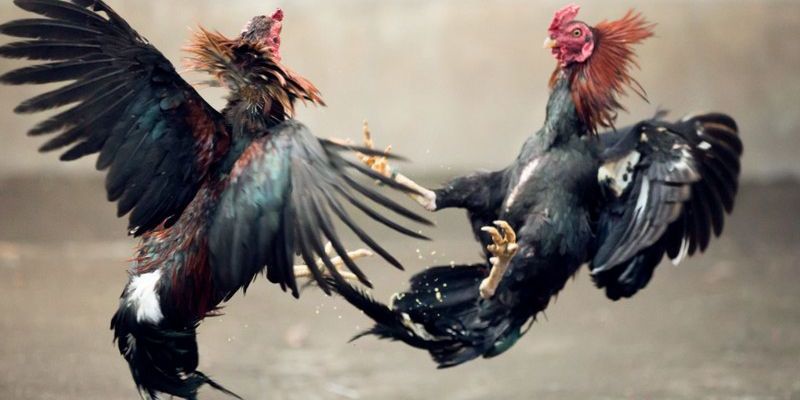 Tham gia đá gà EE88 nhanh chóng linh động
